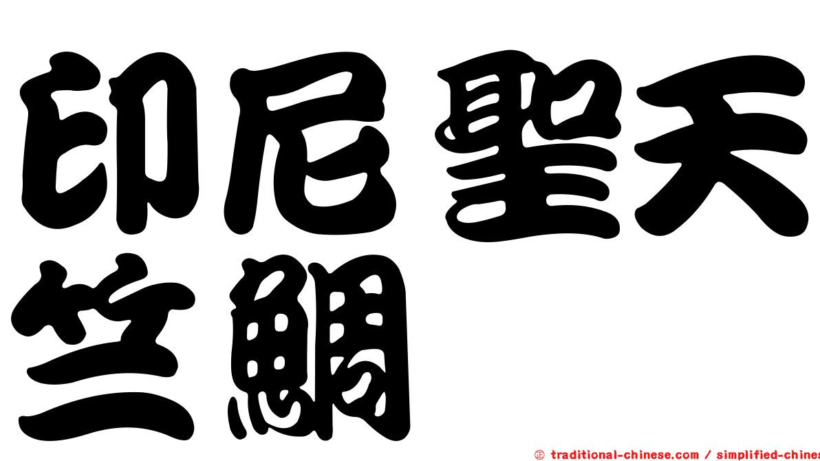 印尼聖天竺鯛