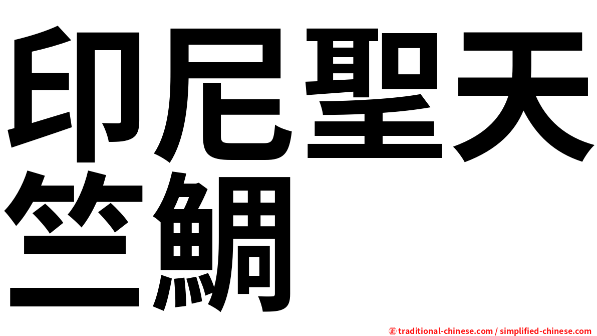 印尼聖天竺鯛