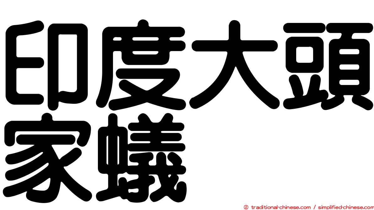 印度大頭家蟻