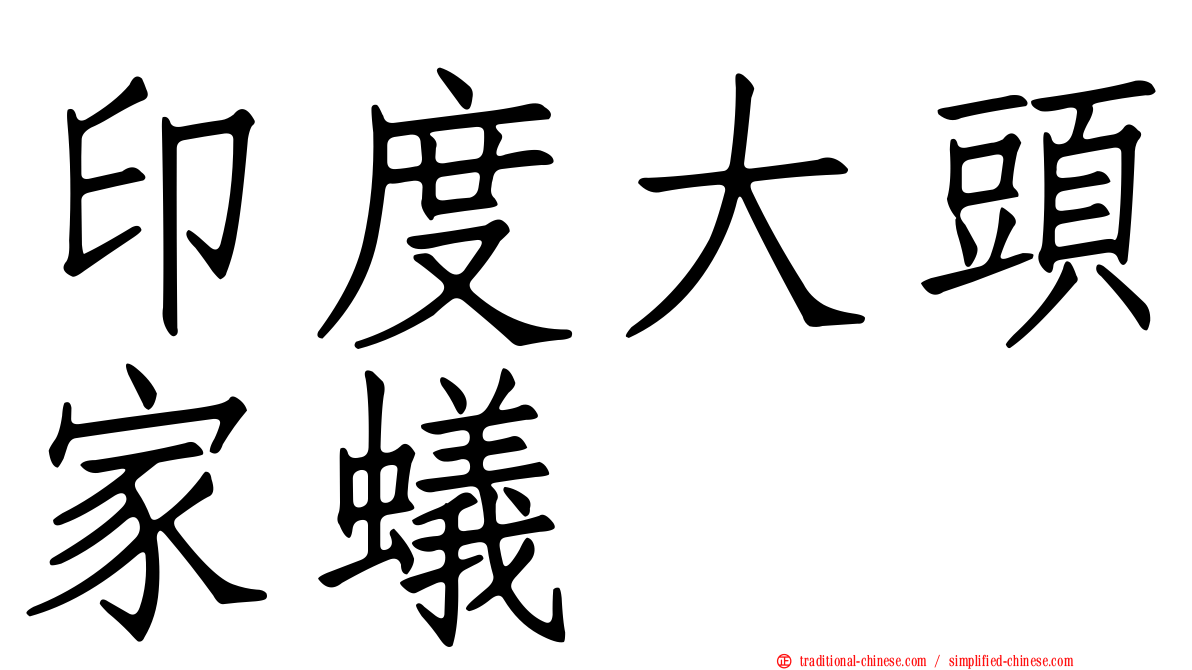 印度大頭家蟻