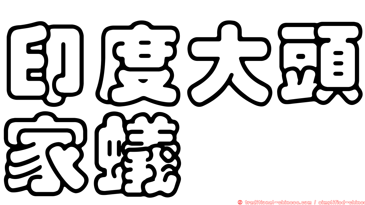 印度大頭家蟻