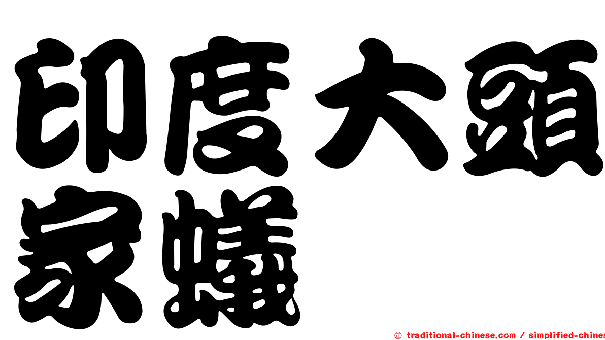 印度大頭家蟻