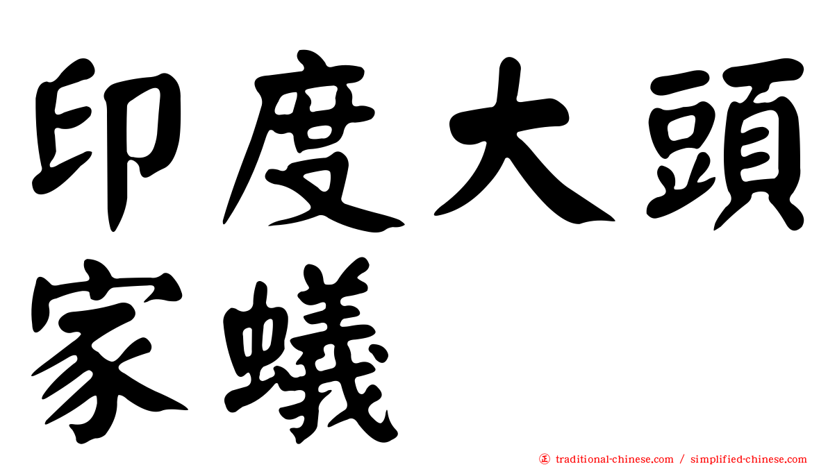 印度大頭家蟻