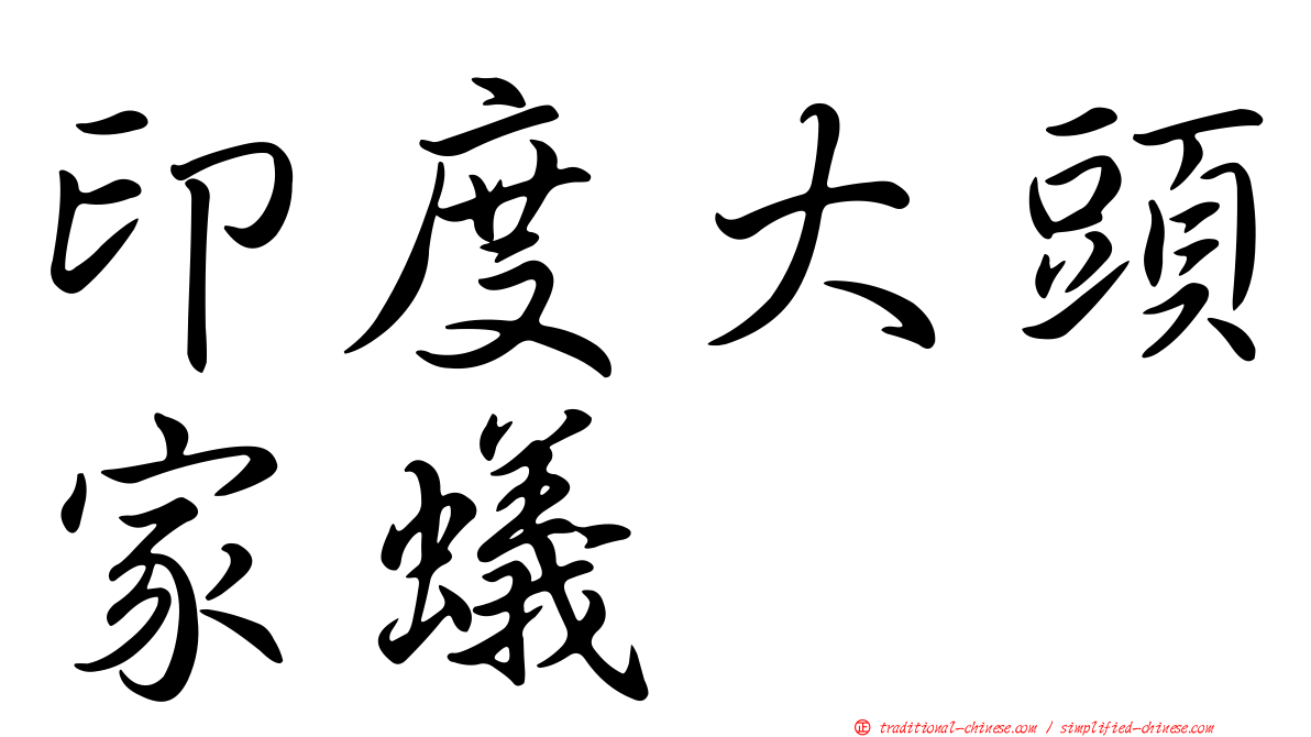 印度大頭家蟻