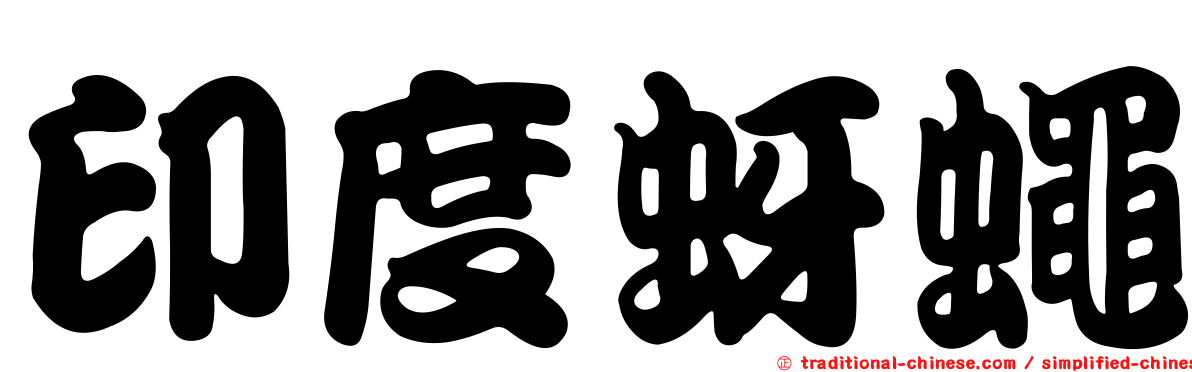 印度蚜蠅