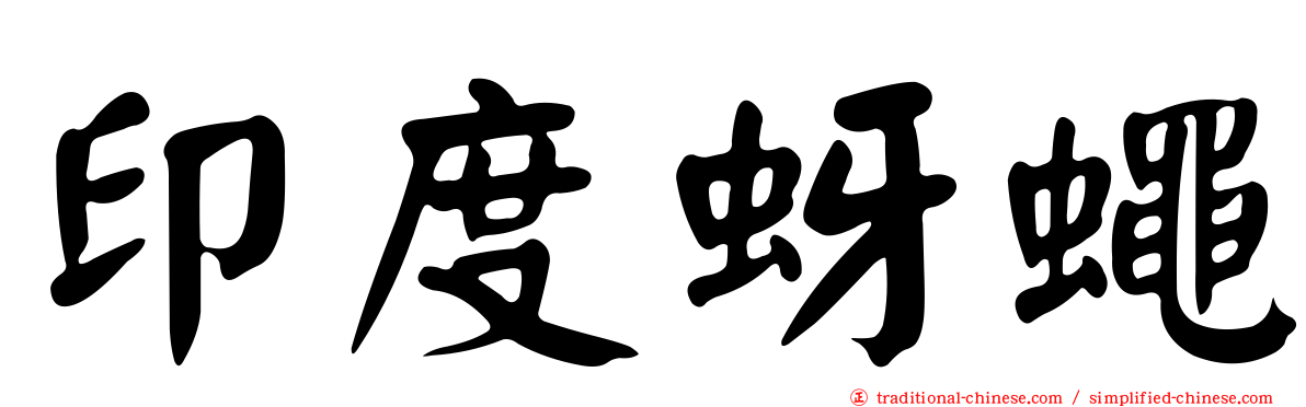 印度蚜蠅