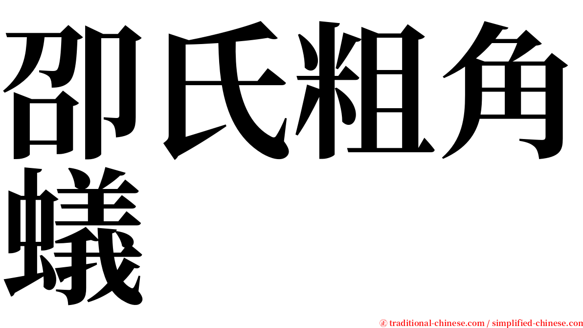 卲氏粗角蟻 serif font