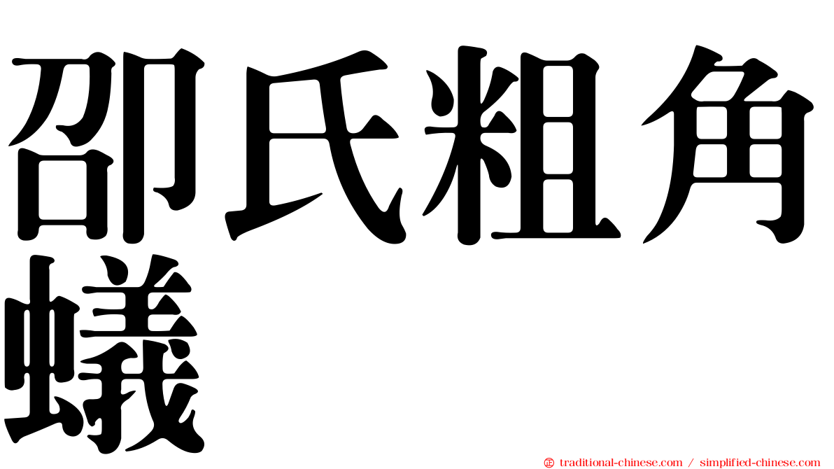 卲氏粗角蟻