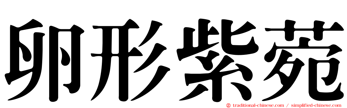 卵形紫菀