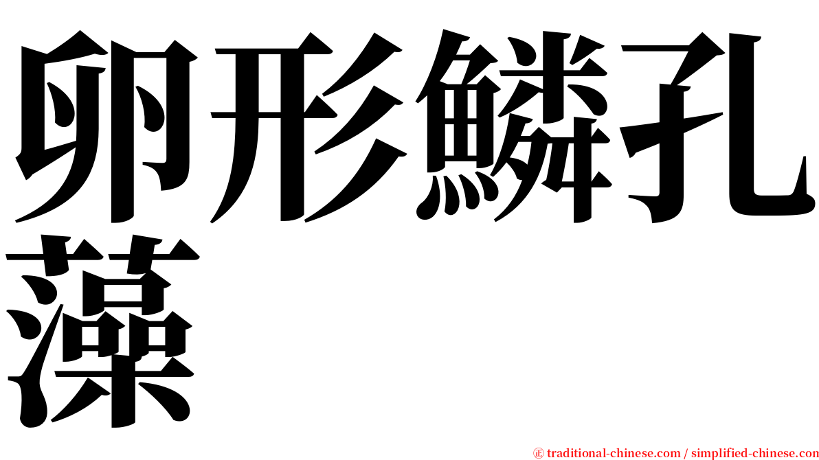 卵形鱗孔藻 serif font