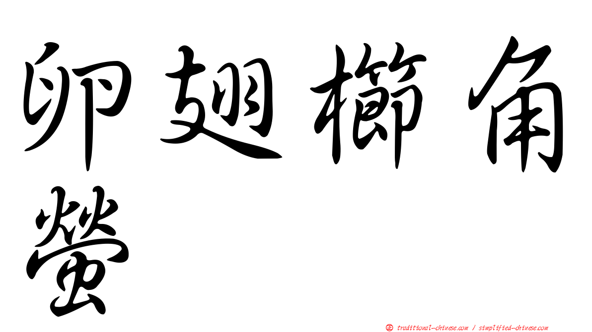 卵翅櫛角螢