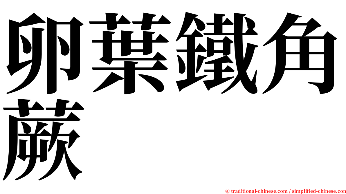 卵葉鐵角蕨 serif font