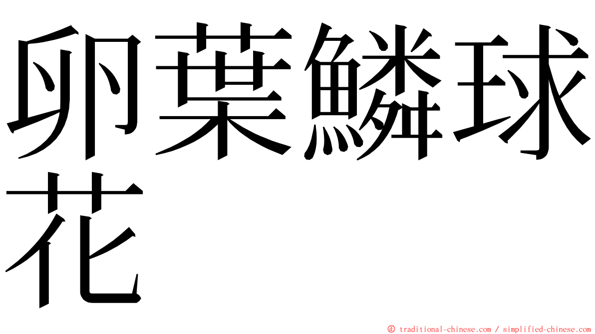 卵葉鱗球花 ming font