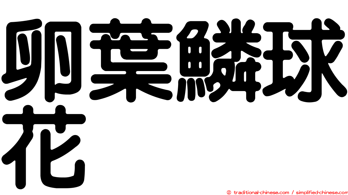卵葉鱗球花