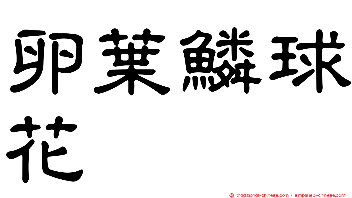 卵葉鱗球花
