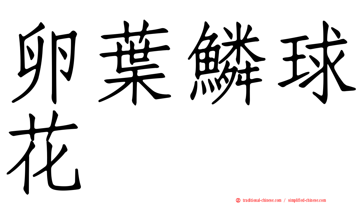 卵葉鱗球花