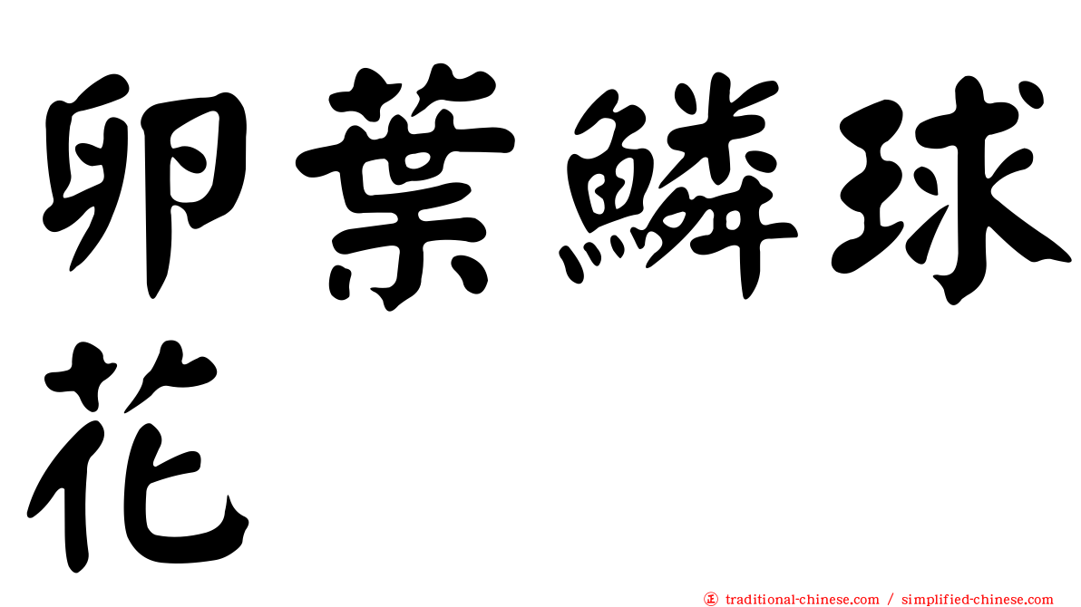 卵葉鱗球花