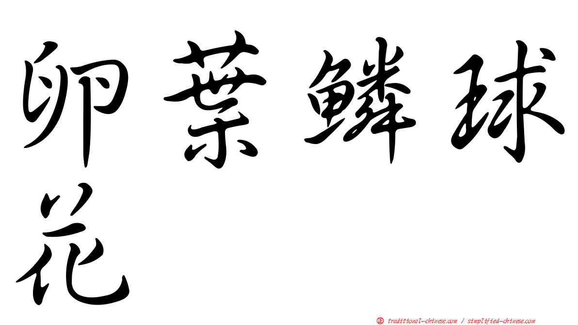 卵葉鱗球花
