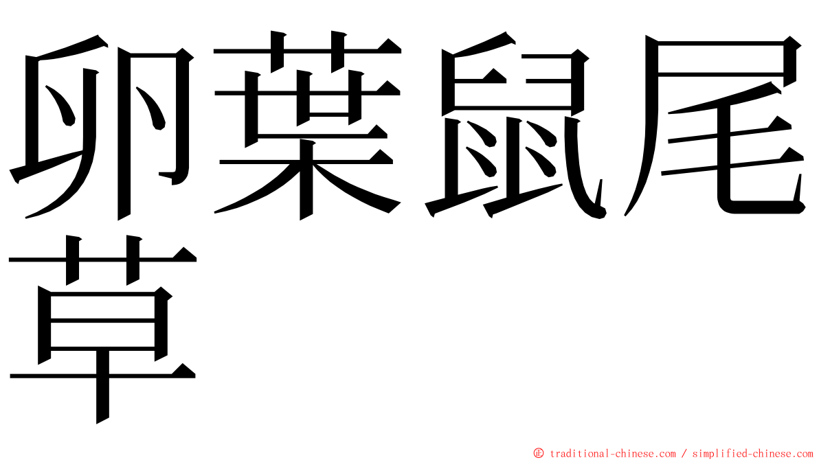 卵葉鼠尾草 ming font