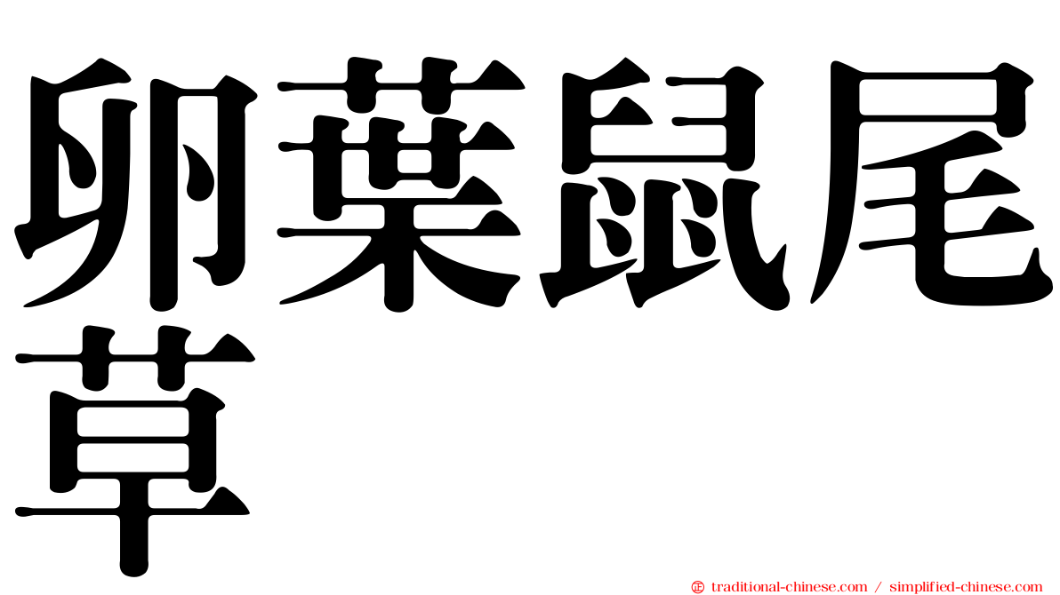 卵葉鼠尾草