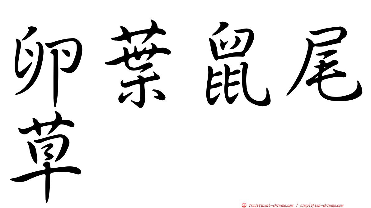 卵葉鼠尾草