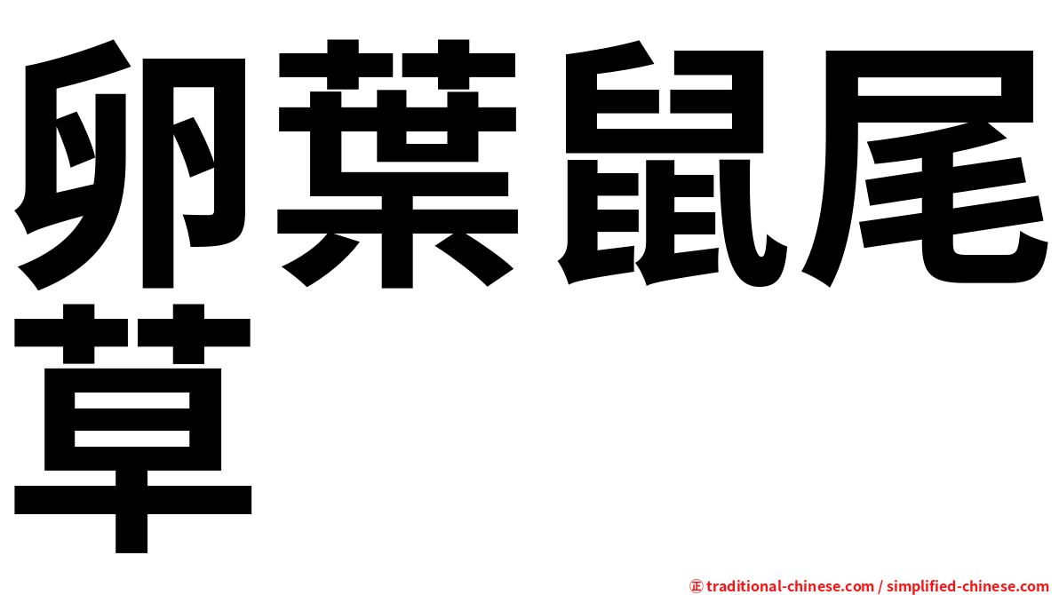 卵葉鼠尾草
