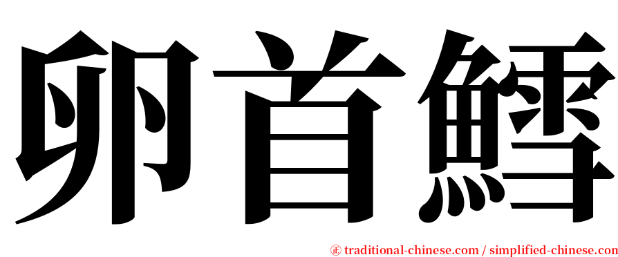 卵首鱈 serif font