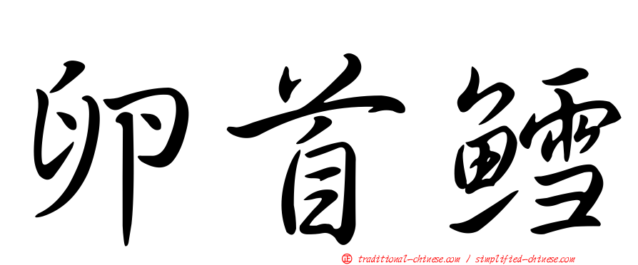 卵首鱈