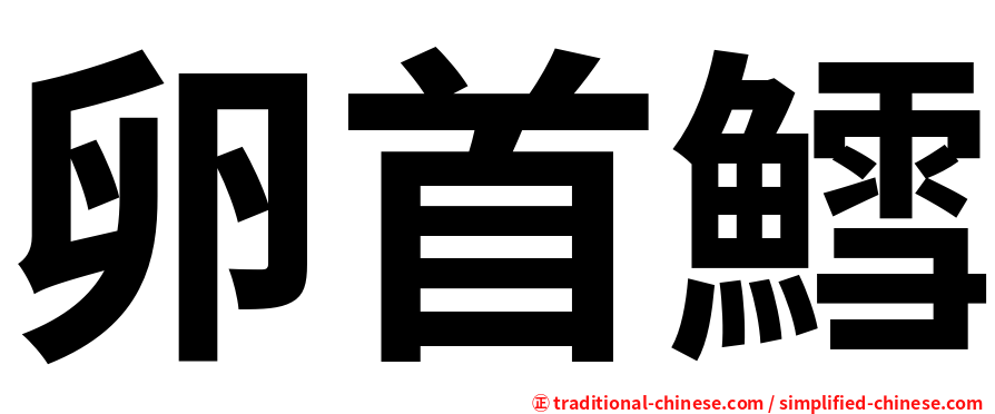 卵首鱈