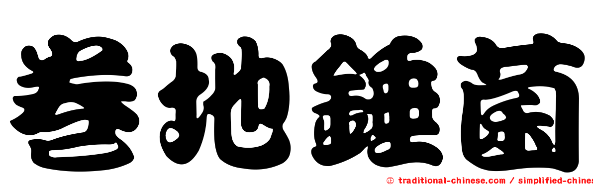 卷地錘菌