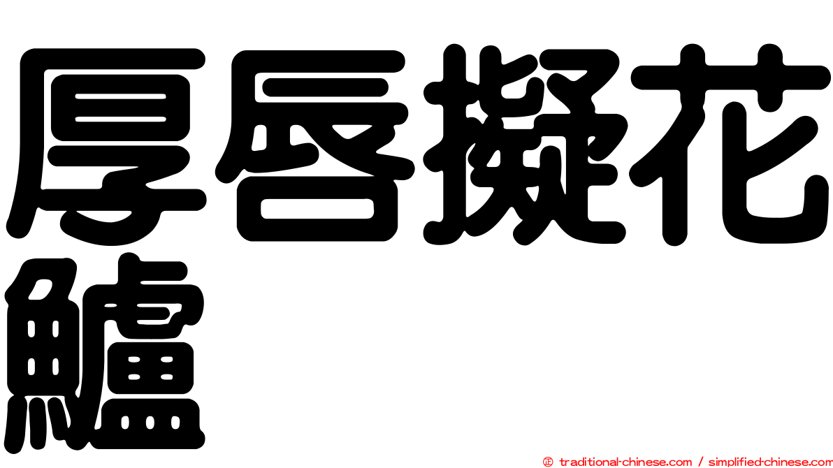 厚唇擬花鱸