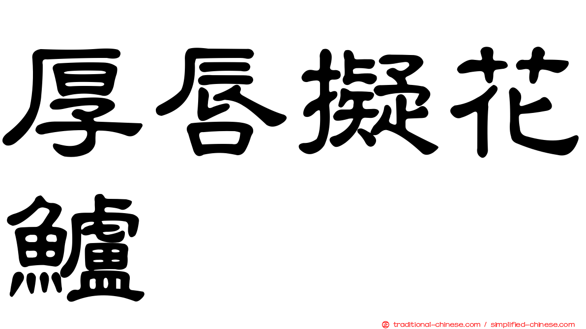 厚唇擬花鱸