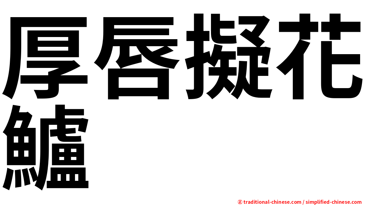 厚唇擬花鱸