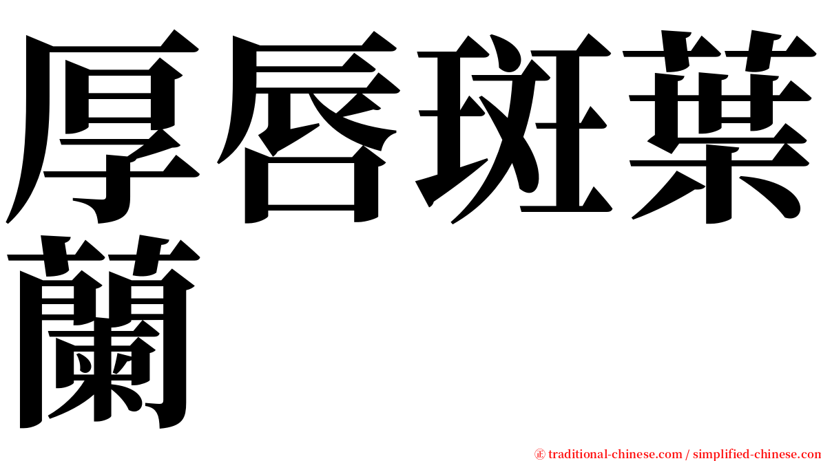 厚唇斑葉蘭 serif font