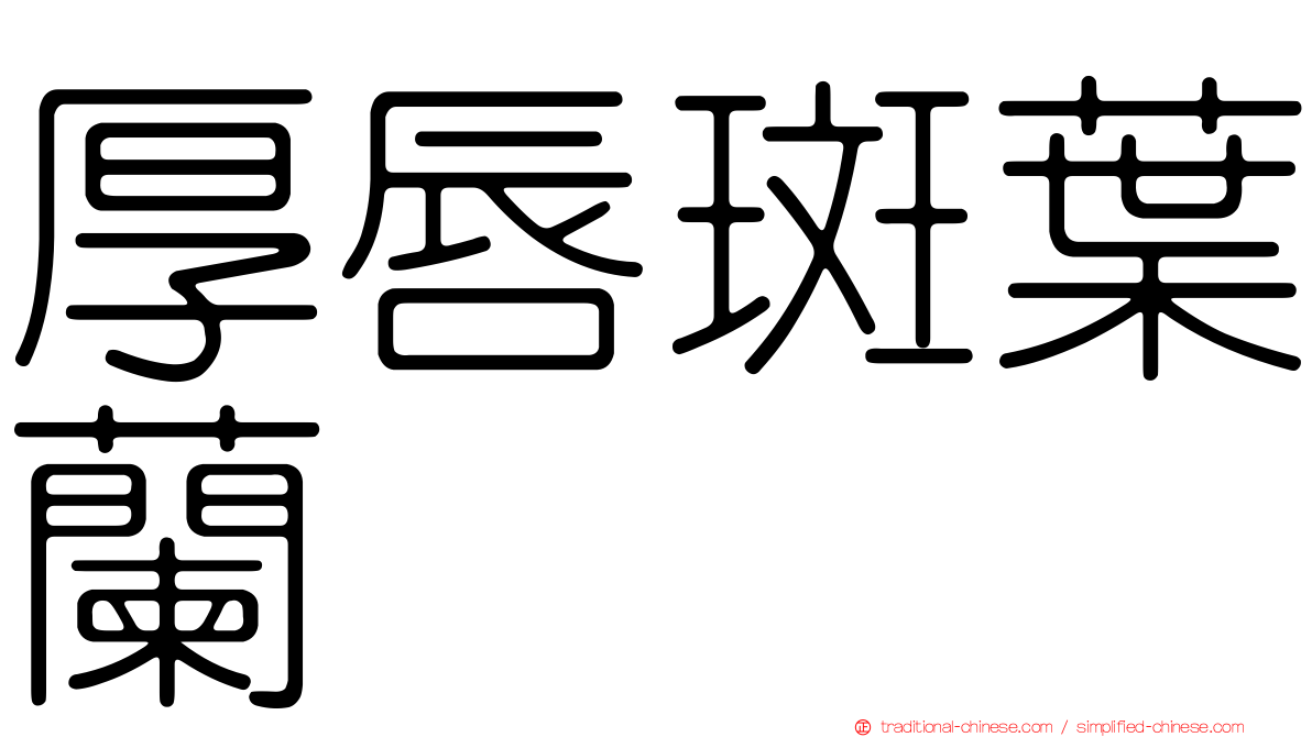 厚唇斑葉蘭