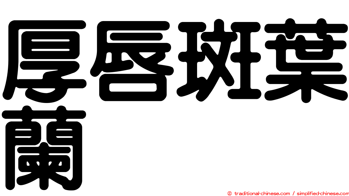 厚唇斑葉蘭
