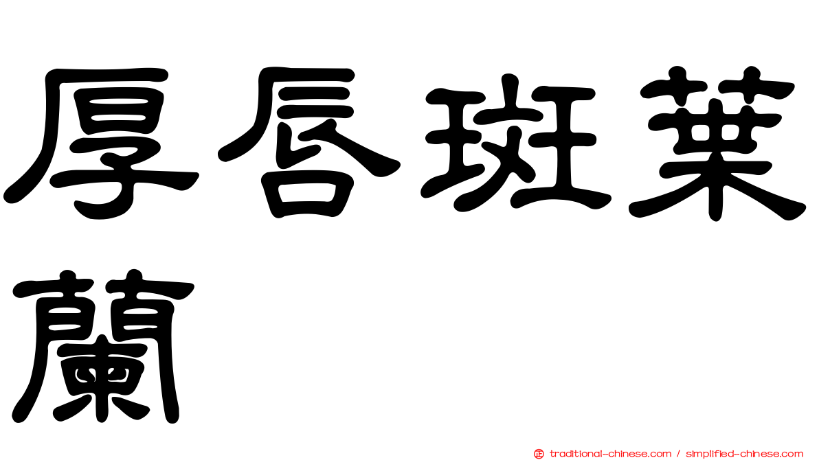 厚唇斑葉蘭