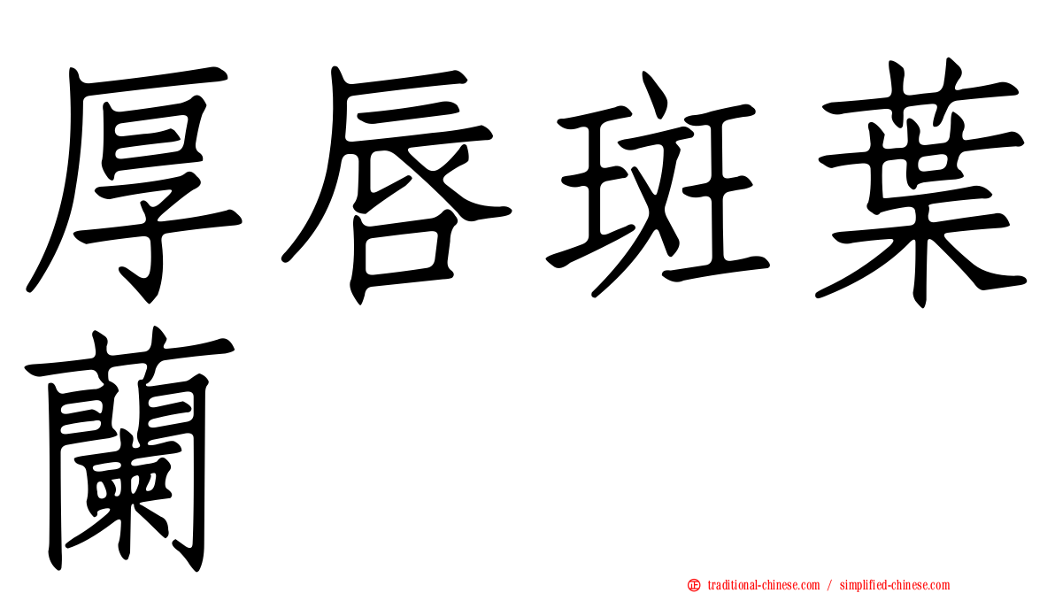 厚唇斑葉蘭
