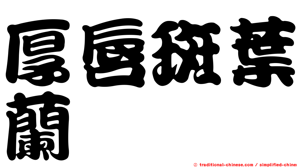 厚唇斑葉蘭