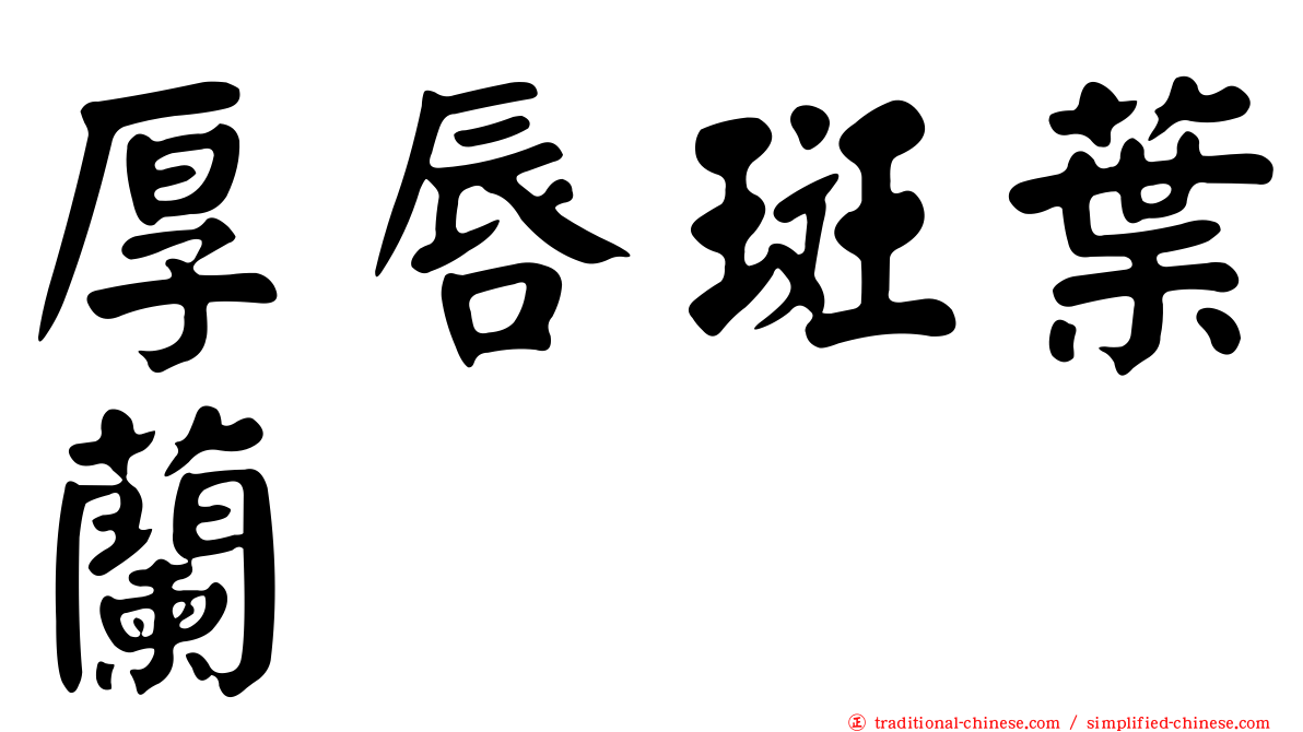厚唇斑葉蘭