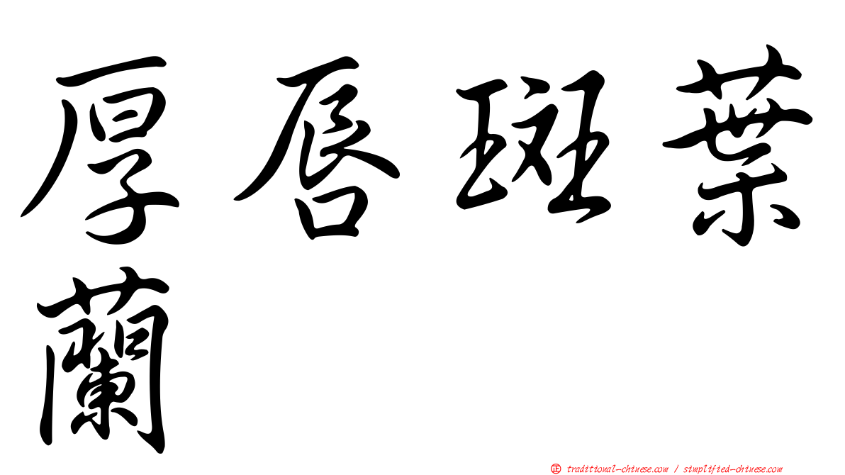 厚唇斑葉蘭
