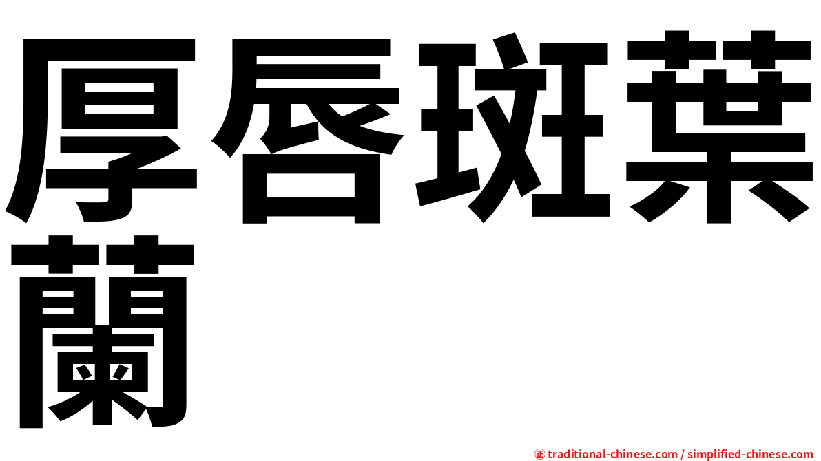 厚唇斑葉蘭