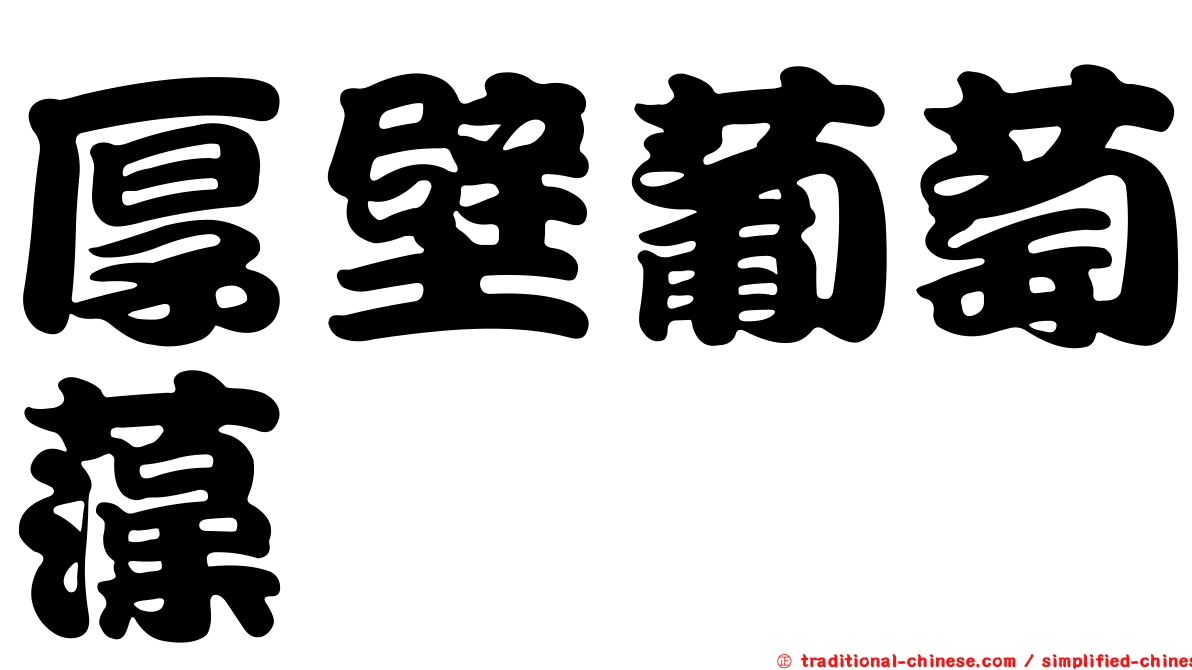 厚壁葡萄藻