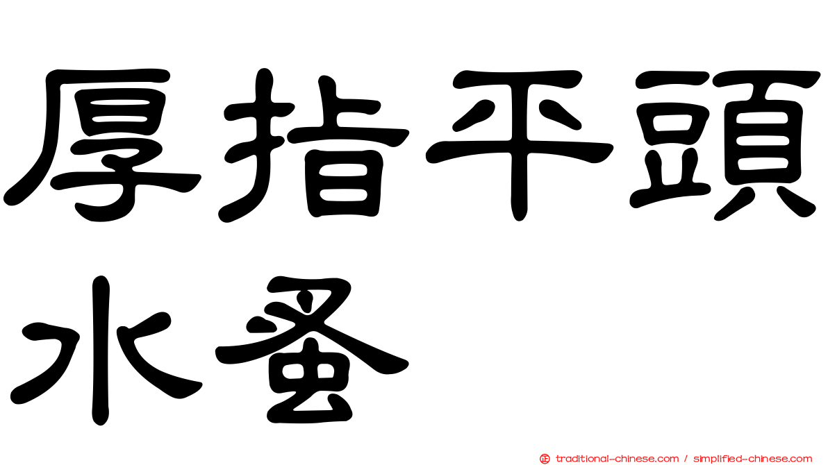 厚指平頭水蚤
