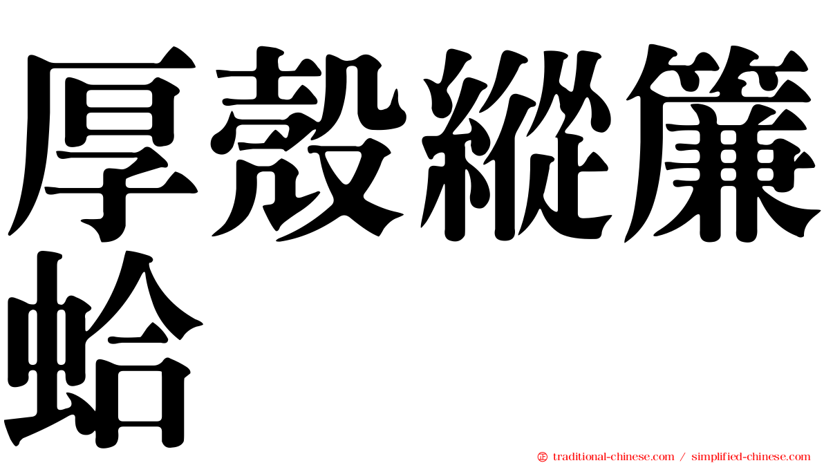 厚殼縱簾蛤
