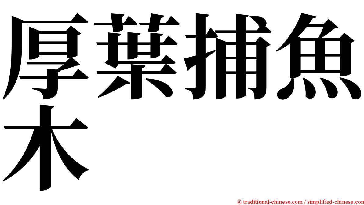 厚葉捕魚木 serif font