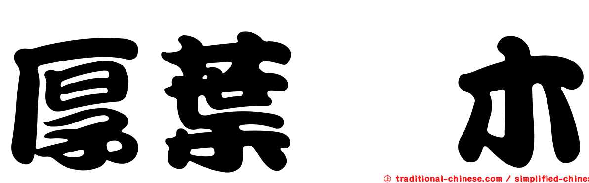 厚葉柃木