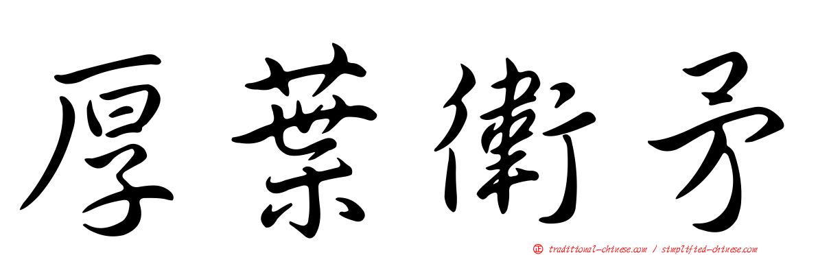 厚葉衛矛