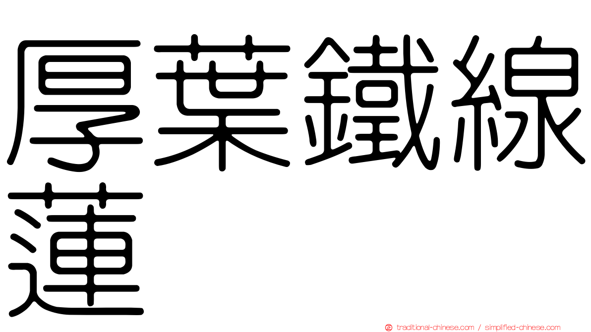 厚葉鐵線蓮