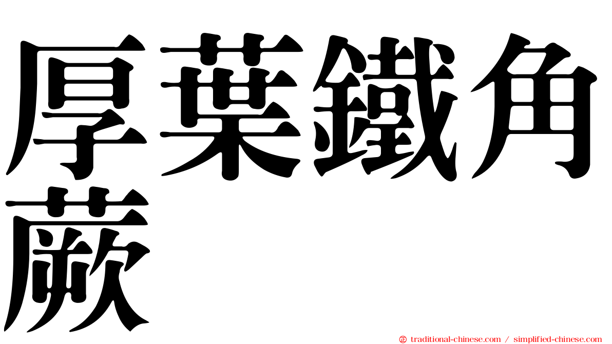 厚葉鐵角蕨